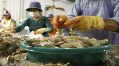 ¡A favor de la pesca! México pide a EU quitar embargo para exportar camarón mexicano