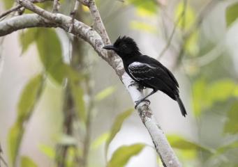 Debido al cambio climático, muchas aves del Amazonas se están encogiendo