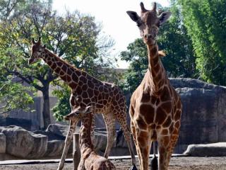 Zoológico de Chapultepec celebra 98 años con el nacimiento de 46 crías